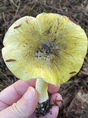 Tricholoma sejunctum