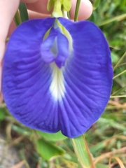 Clitoria ternatea