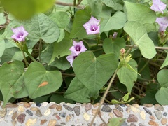 Ipomoea triloba