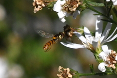 Sphaerophoria pyrrhina