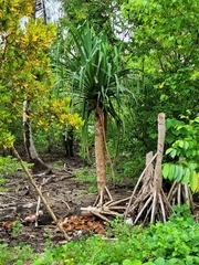 Pandanus