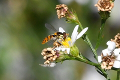 Sphaerophoria pyrrhina