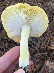 Tricholoma sejunctum