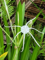 Hymenocallis