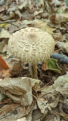 Chlorophyllum olivieri