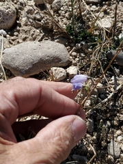 Campanula rotundifolia