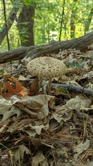 Chlorophyllum olivieri