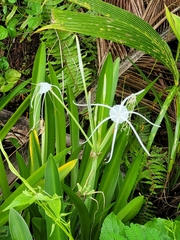 Hymenocallis