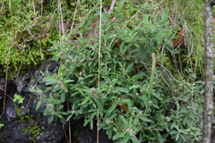 Crocanthemum glomeratum