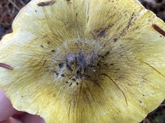 Tricholoma sejunctum