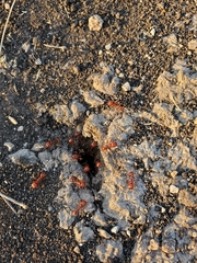 Pogonomyrmex barbatus