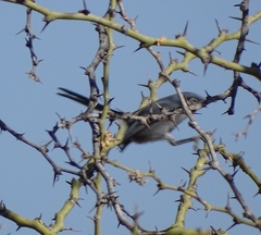 Polioptila dumicola