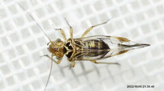 Elipsocidae