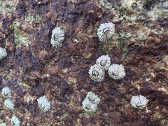 Semibalanus balanoides