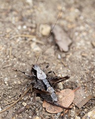 Tettigoniinae