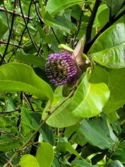 Passiflora laurifolia