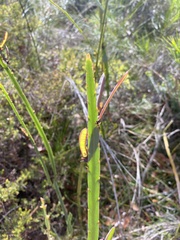 Bossiaea scolopendria