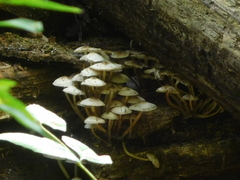 Filoboletus
