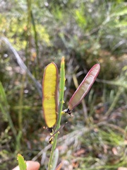 Bossiaea scolopendria