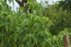 Jatropha gossypiifolia