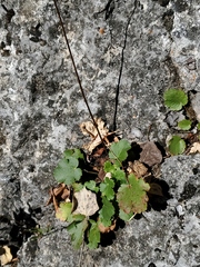 Heuchera cylindrica
