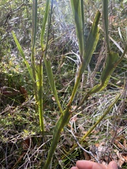 Bossiaea scolopendria