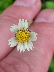 Tridax procumbens