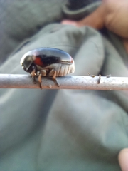 Saxinis saucia