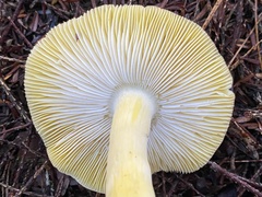 Tricholoma sejunctum