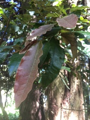 Aextoxicon punctatum