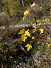 Acer glabrum
