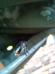 Saxinis saucia