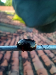 Saxinis saucia
