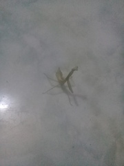 Parastagmatoptera unipunctata