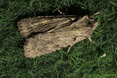 Lithophane ornitopus