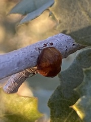 Kermesidae