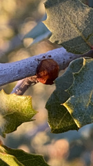 Kermesidae