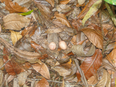 Caprimulgidae