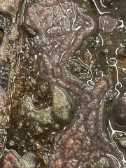 Aplidium stellatum
