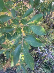 Salix scouleriana