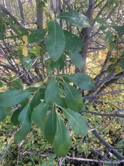 Salix scouleriana