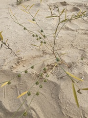 Phyllanthus warnockii