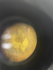 Aplidium stellatum