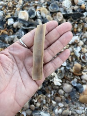 Ensis