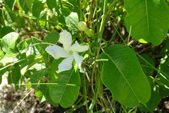 Echites umbellatus