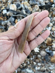Ensis