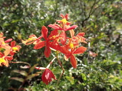 Epidendrum × obrienianum