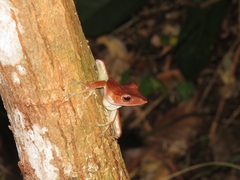 Polypedates colletti