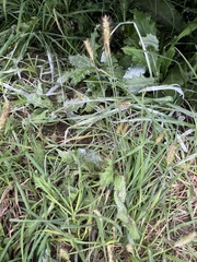 Setaria parviflora