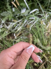 Setaria parviflora